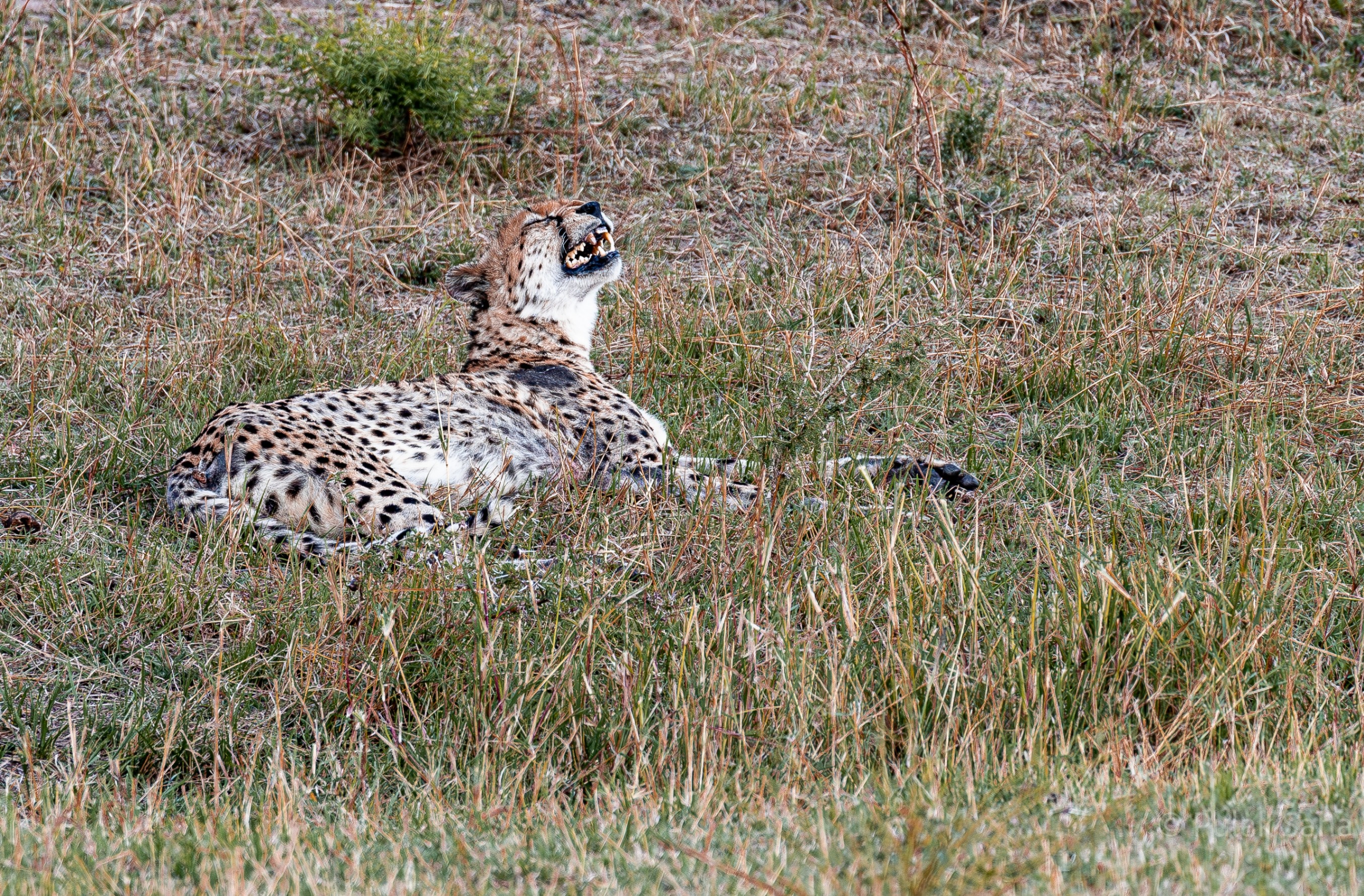 Cheetah snarl
